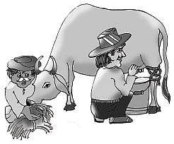 கால்நடை தீவனங்கள் விலை உயர்வால் பால் உற்பத்தியாளர்கள் தவிப்பு