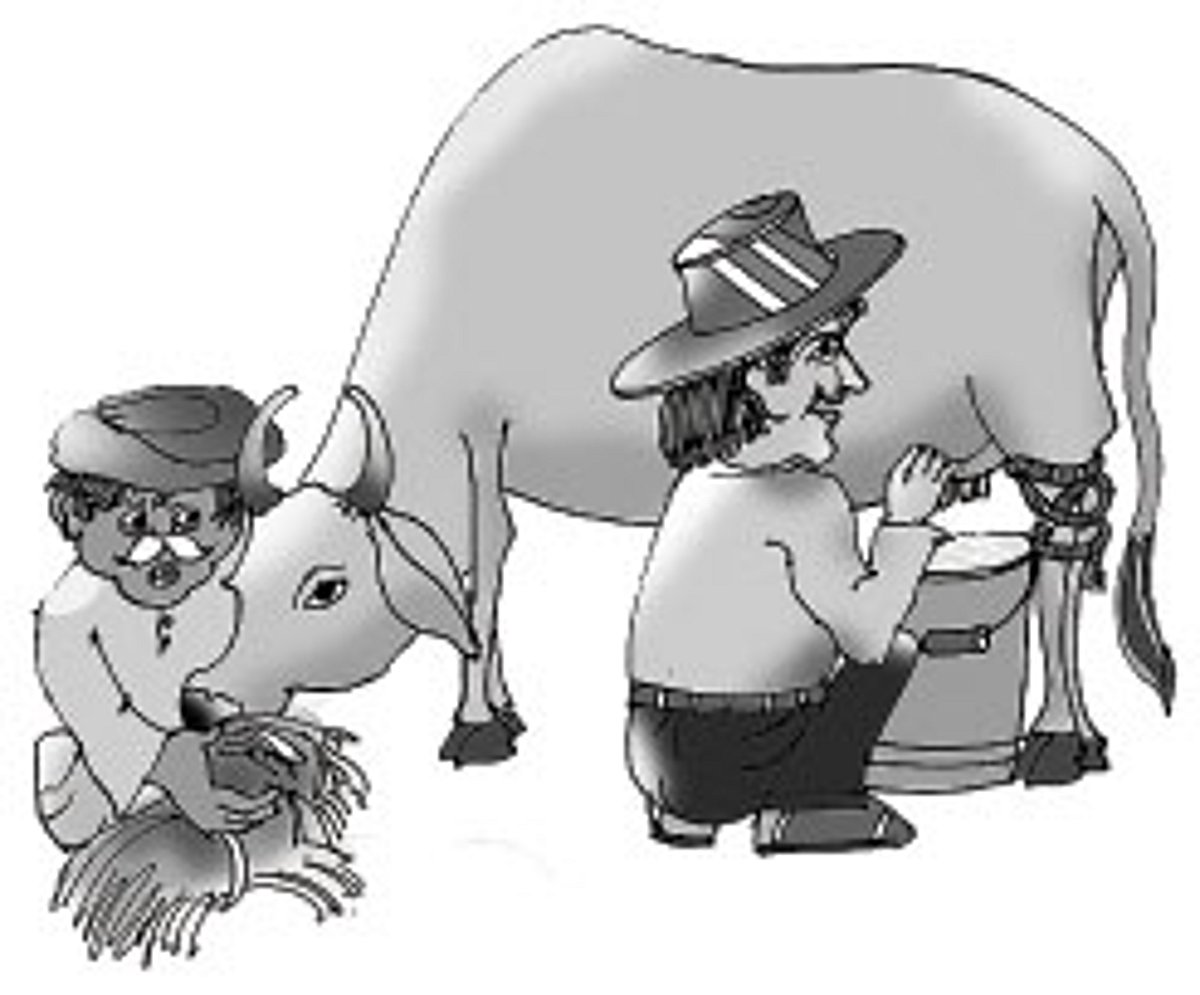 கால்நடை தீவனங்கள் விலை உயர்வால் பால் உற்பத்தியாளர்கள் தவிப்பு