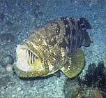 கல​வாய் மீன்