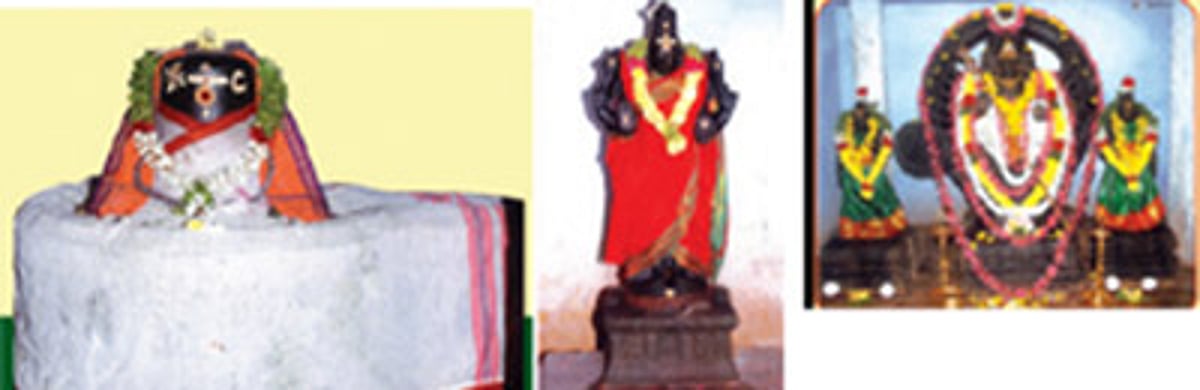 பாம்பின் வாயில் பால்...?