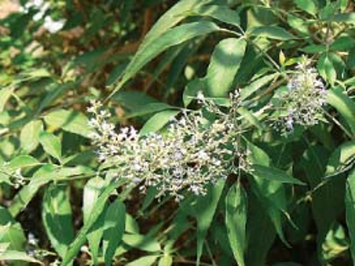 ஆயுள் காக்கும் ஆயுர்வேதம்: கழலைக்குக் கருநொச்சி!