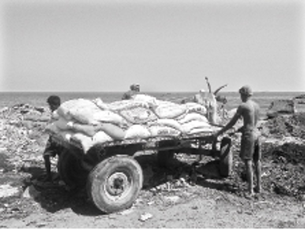 கழிவுநீர், குப்பைகளால் நாசமாகும் வடசென்னை கடற்கரை