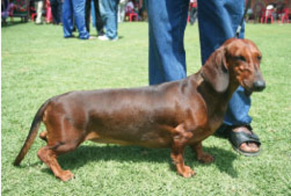 நாய்களுக்கு மரியாதை....!