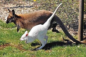 வெள்ளை கங்காரு!