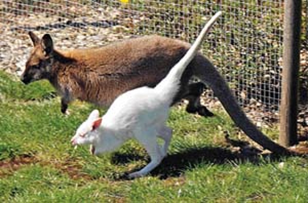 வெள்ளை கங்காரு!