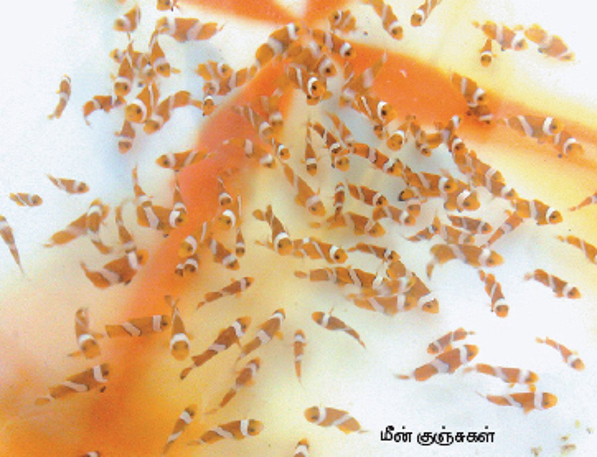 வளர்ப்பு: சில தேவதைகள்...சில கோமாளிகள்!