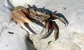 வண்ணாத்தி நண்டு