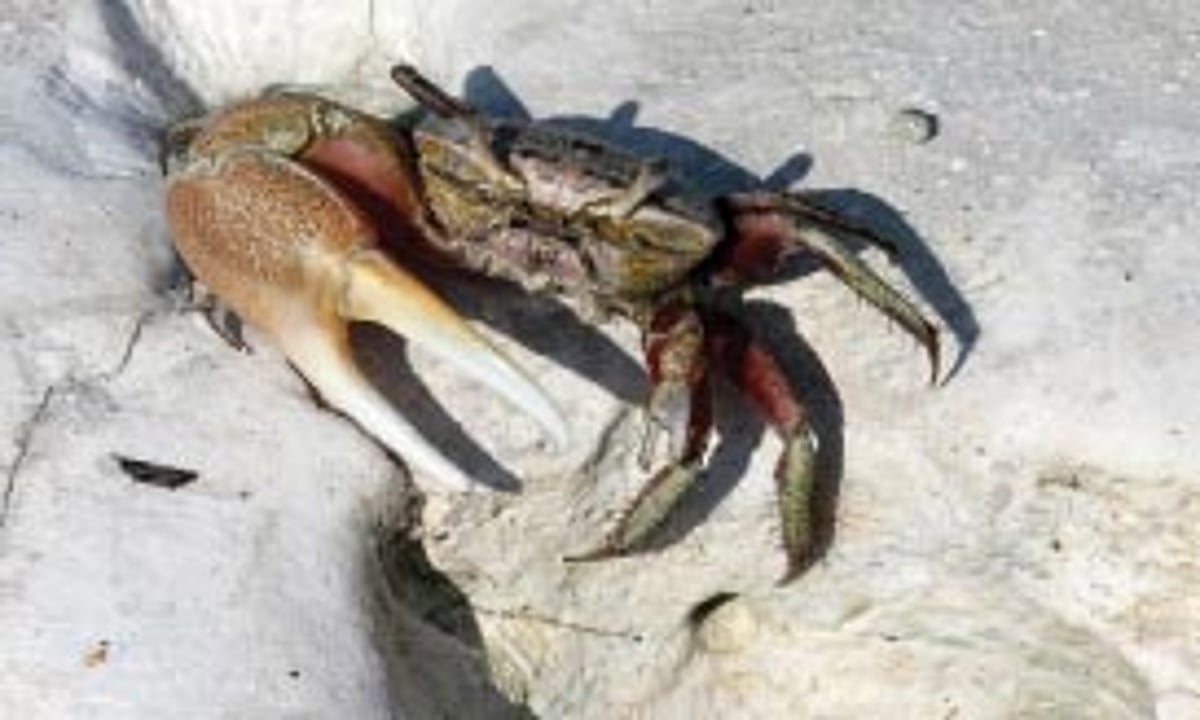 வண்ணாத்தி நண்டு