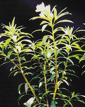 இது புதுசு: கட்டிக் கரும்பை...வெட்டிக் குவிக்க!