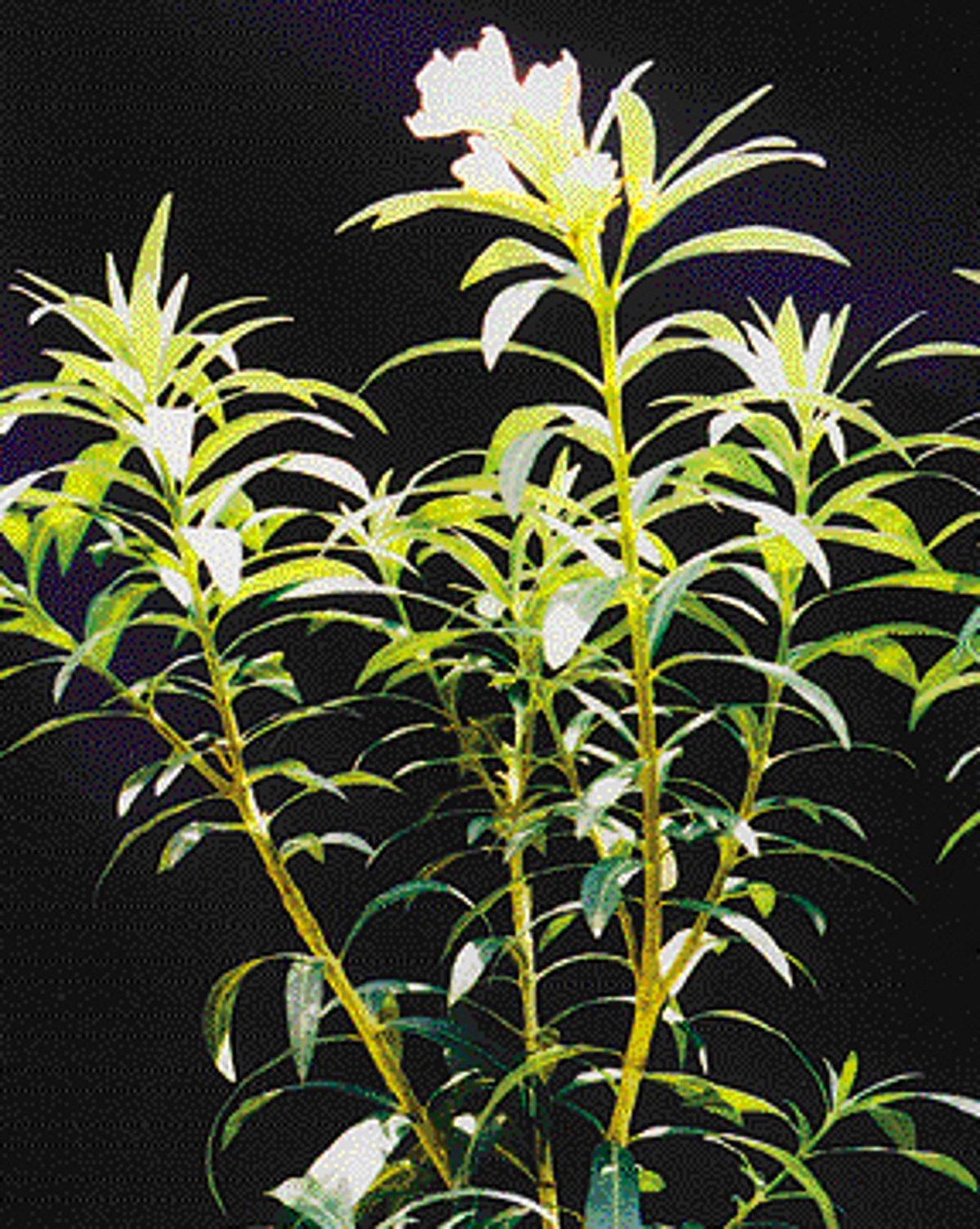 இது புதுசு: கட்டிக் கரும்பை...வெட்டிக் குவிக்க!