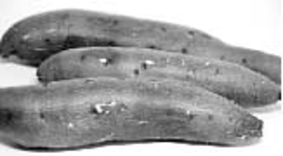 அதிக லாபம் தரும் சர்க்கரைக் கிழங்கு சாகுபடி