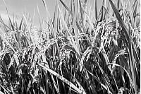 காவிரி டெல்டாவில் பருவம் தவறும் சம்பா நெல் பயிர்கள்