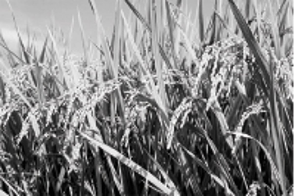 காவிரி டெல்டாவில் பருவம் தவறும் சம்பா நெல் பயிர்கள்