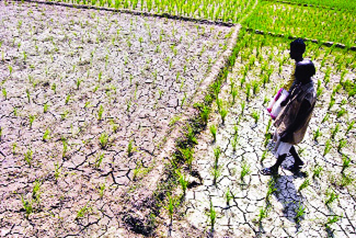 பருவமழை தாமதம்: டெல்டாவில் நெல் வயல்கள் கருகும் அபாயம்