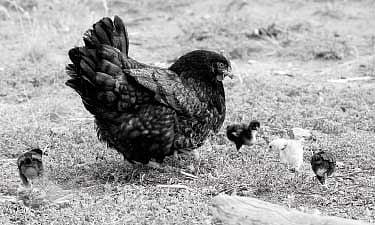 வெற்றிகரமான நாட்டுக்கோழி வளர்ப்பு முறை