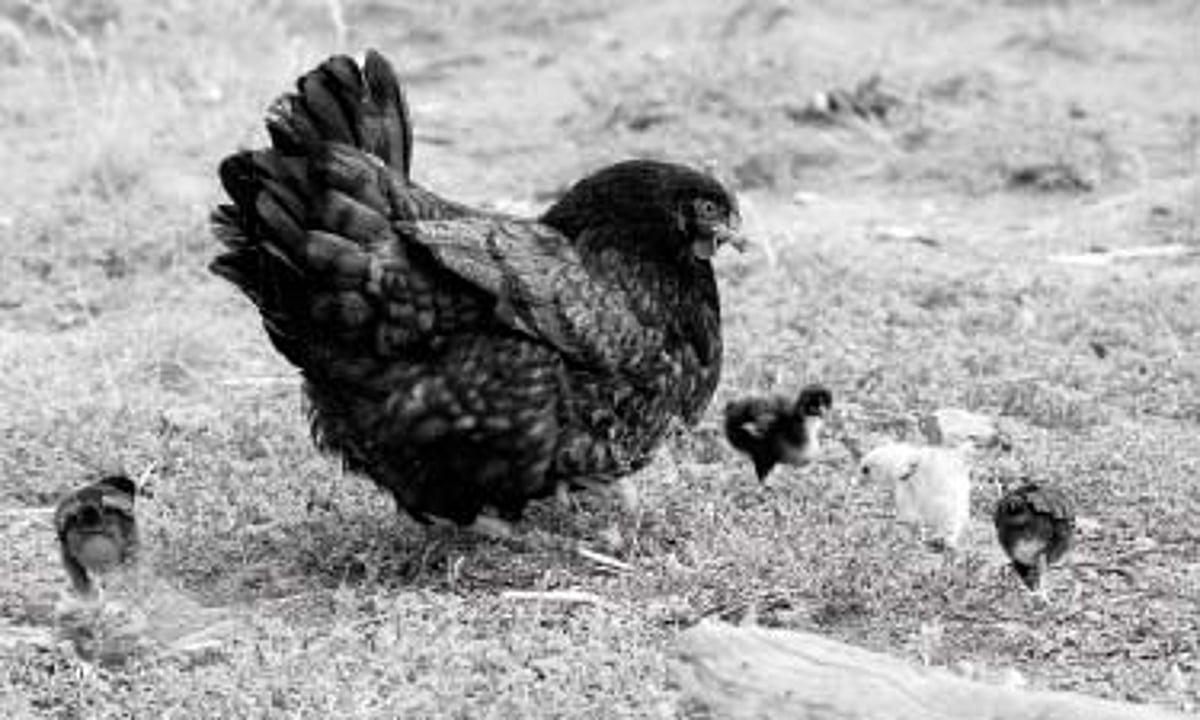 வெற்றிகரமான நாட்டுக்கோழி வளர்ப்பு முறை