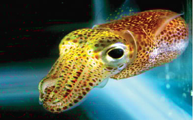 கணவாய் மீன்