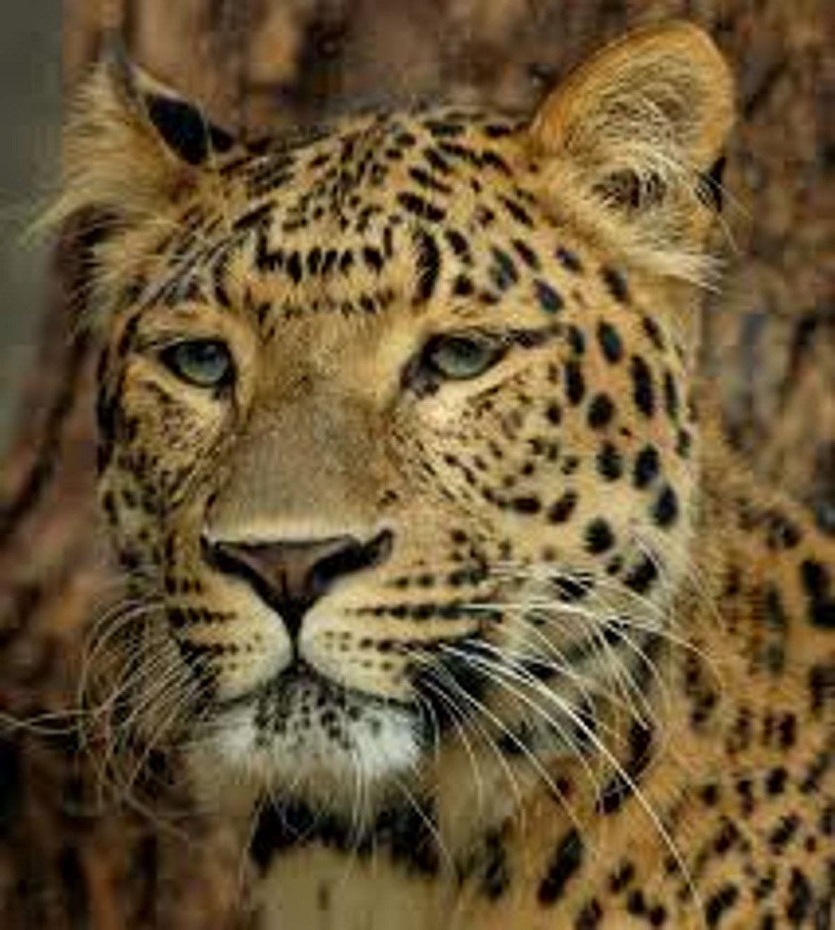 மனிதர்களும் சிறுத்தைகளும்...