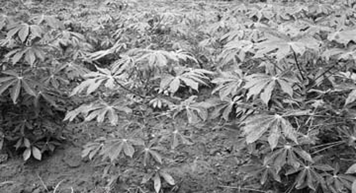 பாழாய்ப் போகுது 10 மாத விவசாயம்! - நிவாரணம் தர முன்வருமா அரசு?