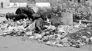 சுகாதார சீர்கேட்டில் அரக்கோணம் நகராட்சி; பொதுமக்கள் அவதி