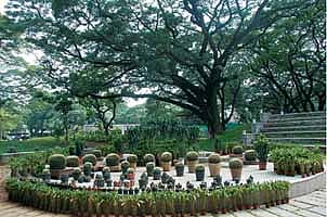 கண்களை குளிர்ச்சியாக்கும் சென்னை தாவரவியல் பூங்கா