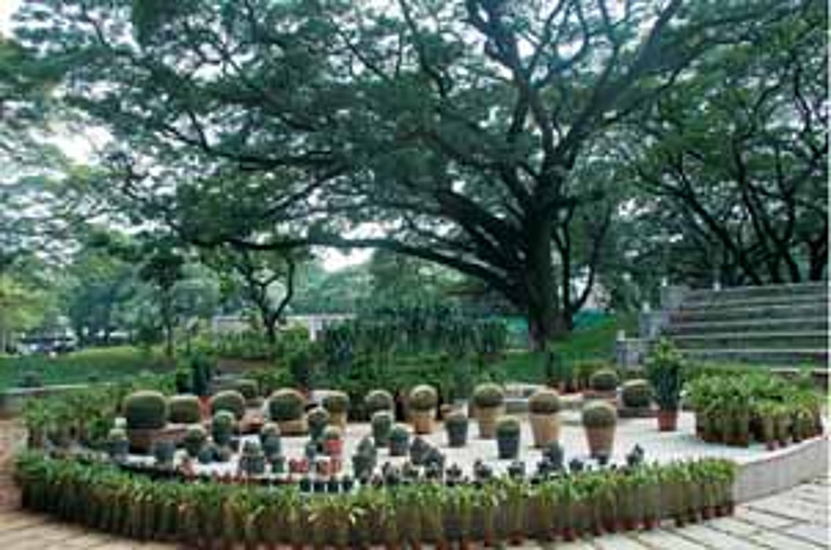 கண்களை குளிர்ச்சியாக்கும் சென்னை தாவரவியல் பூங்கா