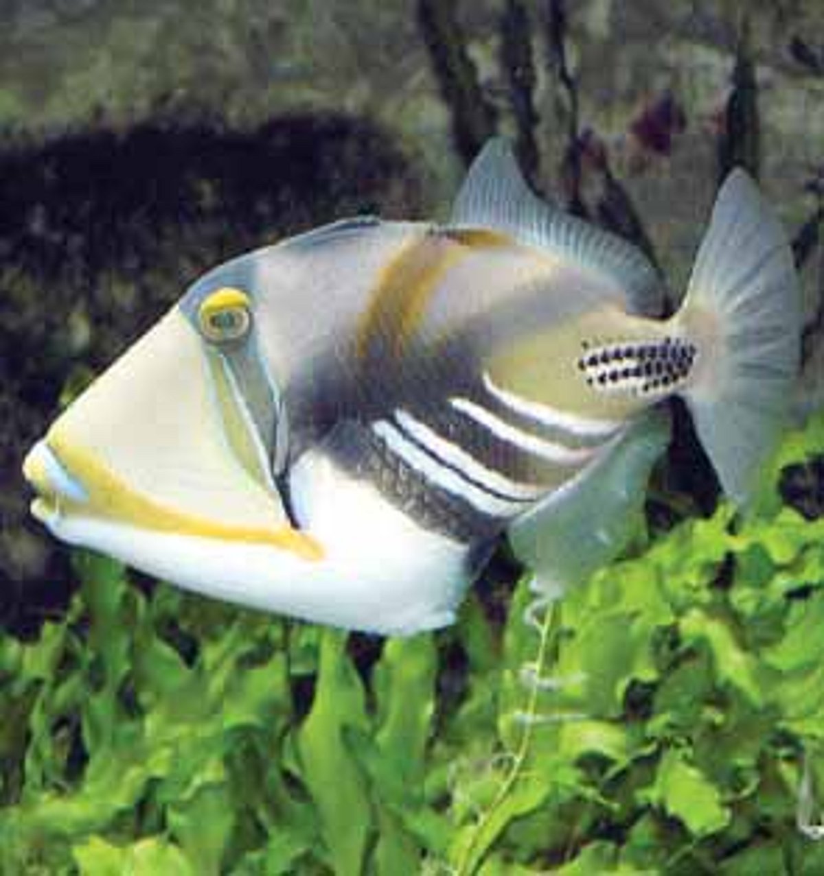 கிலாத்தி மீன்