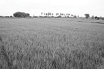 குறைந்த நீர்.. நிறைந்த மகசூல்...