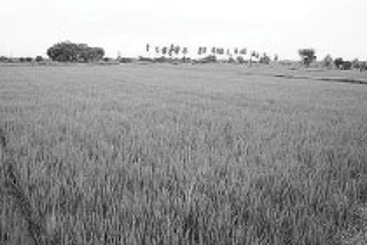 குறைந்த நீர்.. நிறைந்த மகசூல்...