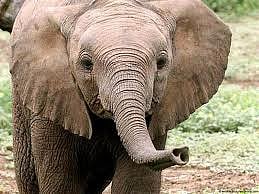 யானை புகுந்த நிலம்