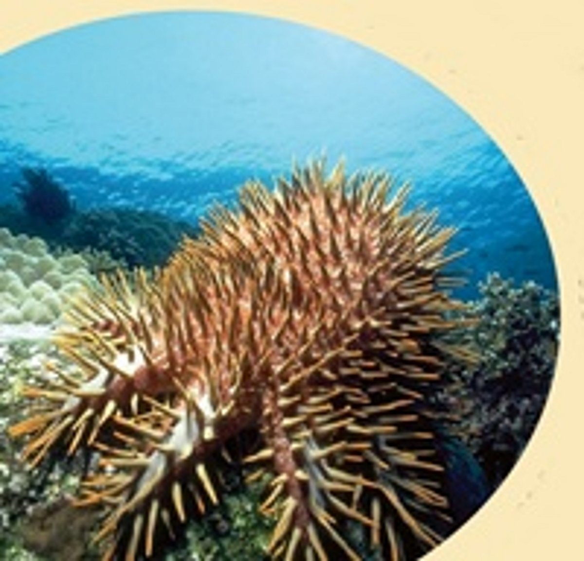 முள்கிரீட நட்சத்திர மீன்