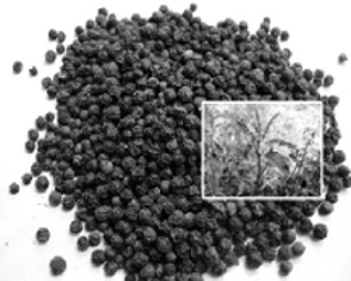 ஆயுள் காக்கும் ஆயுர்வேதம்: ஆயுர்வேத ஆன்டிபயாடிக்!