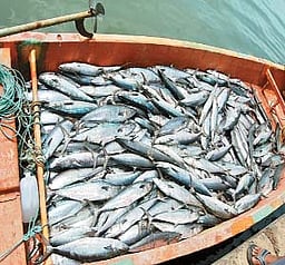 தொண்டியில் மீன் வரத்து குறைவு