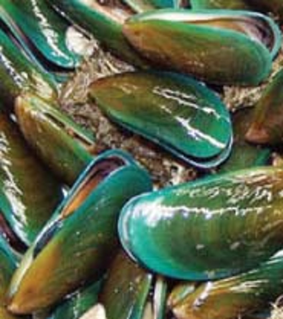 கடல் மட்டி