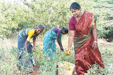 இயற்கை உரமும்; விளைந்த காய்கறிகளும்!