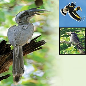 மலைக்காட்டின் அதிசயப் பறவை!