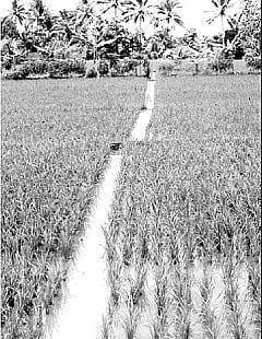 நெல் வயலிலும் மீன் வளர்க்கலாம்