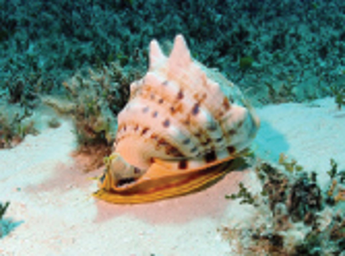 கேமராவில் சிக்கிய புலி!