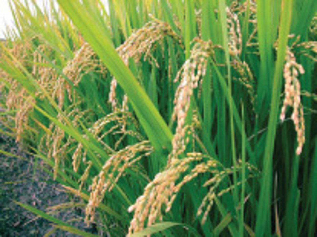 நெற்பயிருக்கு உரமிடுவதற்கு முன்பாக பச்சை அட்டையை பயன்படுத்துங்கள்