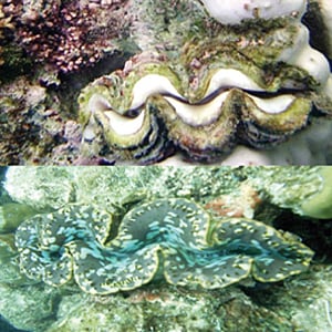 அழிந்து வரும் அரிய உயிரினம்!