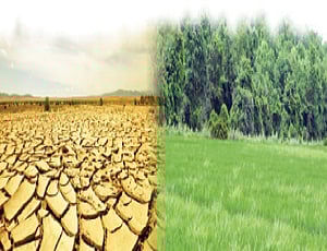 பாலைவனம் அல்ல; சோலைவனம்