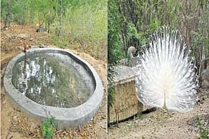 திருப்பரங்குன்றம் கோயிலில் மயில்களைக் காண வசதி