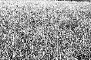 கோவையில் குறைந்துவரும் விவசாய சாகுபடி பரப்பு