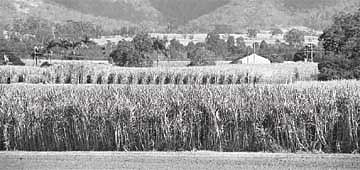 தொழிலாளர்கள் ஸ்டிரைக்: 1 லட்சம் ஏக்கர் கரும்பு வீணாகும் அபாயம்