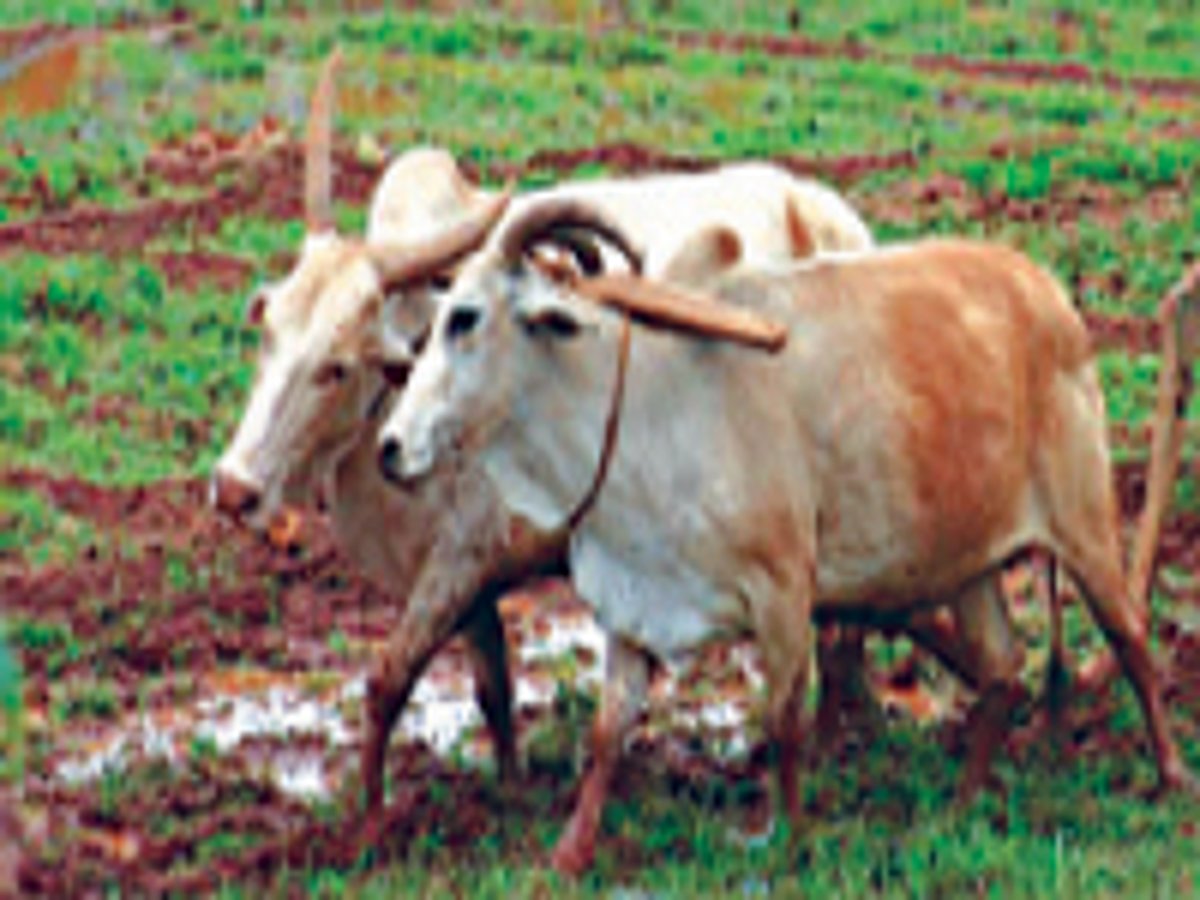 உலகின் முதல் உழவன்!