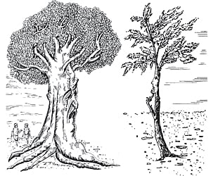 பொட்டல் காடு