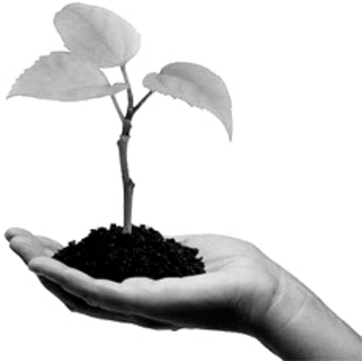 முதல்வர் ஜெயலதா பிறந்த நாளில் 64 லட்சம் மரக்கன்றுகள் நட வனத் துறை திட்டம்