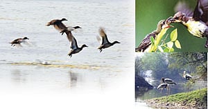 கரைவெட்டி பறவைகள் சரணாலயம்