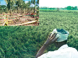 பொங்கல் பண்டிகை கொண்டாட்டம்: தவிக்கும் விவசாயிகள்!