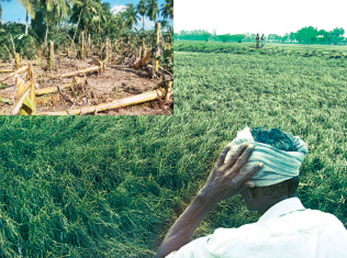 பொங்கல் பண்டிகை கொண்டாட்டம்: தவிக்கும் விவசாயிகள்!